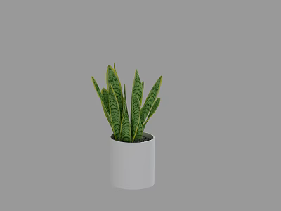 Potted Bonsai Snake Plant In White Cylindrical Pot For Home Decoration 3d model