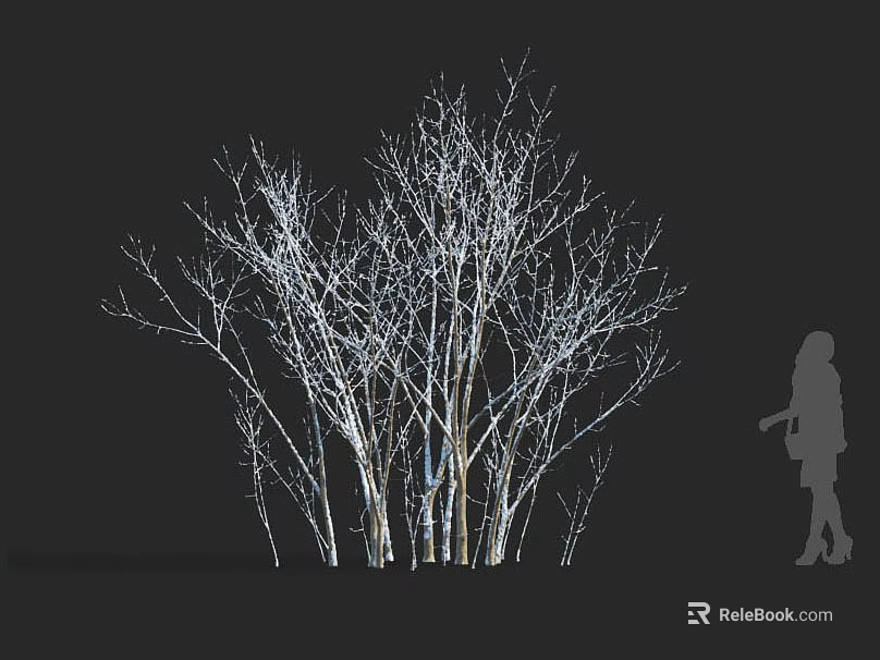 Leafless Trees With Slender Trunks And Spreading Branches On Black Background With Human Silhouette 3d model