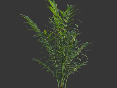 Lush Green Indoor Plant With Long Leaves On Dark Background 3d model
