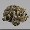 Coral Polyps Marine Animals Creating Hard Calcium Carbonate Structures 3d model