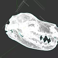 Close Up View Of Animal Skull Skeleton With Sharp Teeth And Eye Sockets