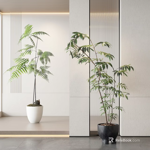 Indoor Bonsai Potted Plants with Fern Green Leaves in White and Dark Pots on Tabletop 3d model 