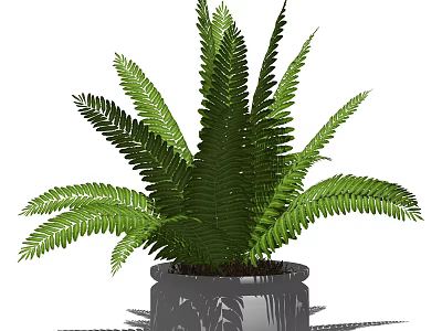 Lush Green Fern Potted Plant In Gray Decorative Pot With Healthy Leaves 3d model