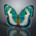 Vibrant Blue And White Butterfly with Patterned Wings on Dark Background Showing Reflection