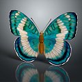 Modern Butterfly Colored Butterfly Tabby Butterfly Leaf Butterfly 3d model