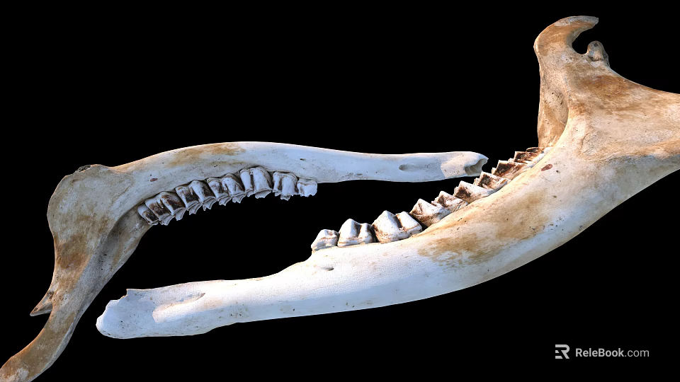 Detailed Animal Skull With Open Jaw And Visible Teeth On Black Background 3d model 