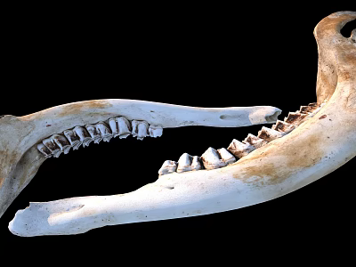 Detailed Animal Skull With Open Jaw And Visible Teeth On Black Background 3d model