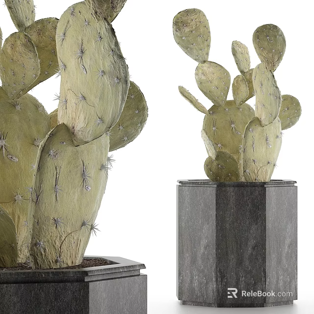 Green Cactus Plants With Spines On Stone Bases For Home Decor 3d model 