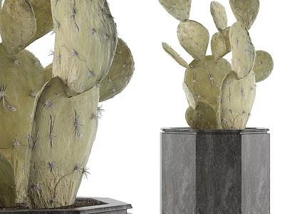 Green Cactus Plants With Spines On Stone Bases For Home Decor 3d model