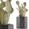 Green Cactus Plants With Spines On Stone Bases For Home Decor