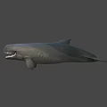 Realistic 3D Whale Model With Open Mouth Sharp Teeth And Dark Background 3d model