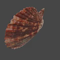 Brown And White Striped Fan Shaped Seashell With Ribbed Texture On Blue Background