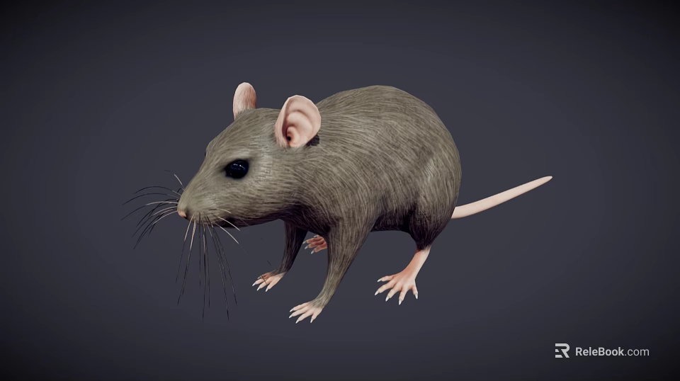 Realistic 3D Gray Rat Model With Pink Ears Long Whiskers And Pink Tail 3d model 