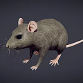 Realistic 3D Gray Rat Model With Pink Ears Long Whiskers And Pink Tail