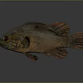 Colorful Brown And Red Fish With Scales And Fins On Gray Background