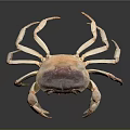 Fresh Crab With Purple Brown Shell And Light Colored Claws On Dark Smooth Surface