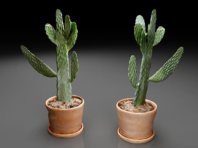 Green Branched Cactus Plants In Terracotta Pots On Dark Background 3d model