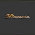 Animal Skeleton Anatomy Showing Skull Ribs Spine and Limb Bones on White Mat