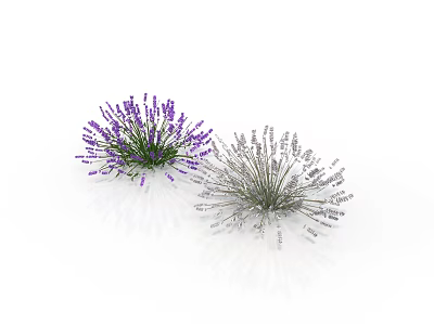 Purple And White Lavender Bouquets On White Background With Reflections 3d model
