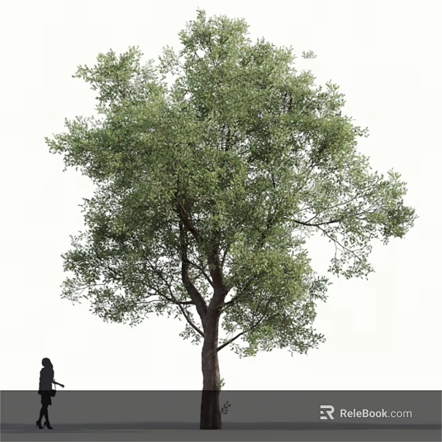 Tall Arbor With Lush Green Foliage Beside a Standing Person 3d model 