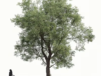 Tall Arbor With Lush Green Foliage Beside a Standing Person 3d model