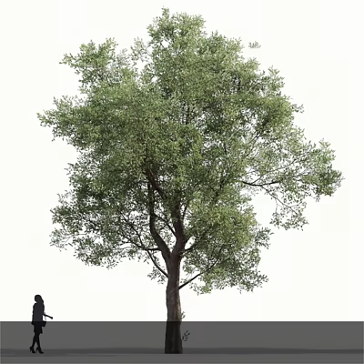 Tall Arbor With Lush Green Foliage Beside a Standing Person 3d model