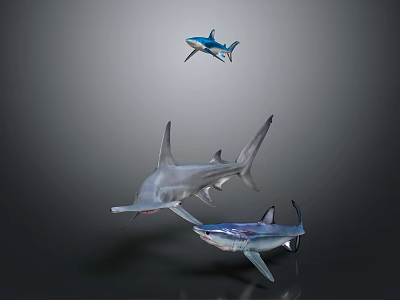 Three Sharks in Different Swimming Poses with Realistic Features and Design 3d model