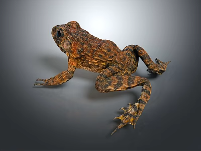 Brown and Orange Frog with Rough Textured Skin in Side View Pose 3d model