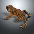 Brown and Orange Frog with Rough Textured Skin in Side View Pose