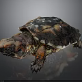 Colorful Turtle With Vibrant Red And Black Shell On Dark Background