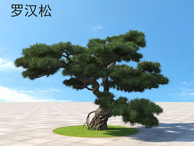 Lush Podocarpus Tree With Thick Trunk And Dense Green Foliage In Open Space 3d model