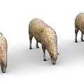 Three Fluffy Brown Sheep Grazing in a Line on White Background
