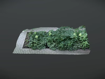 Green Plants With Large Leaves And White Small Flowers On Brick Paved Ground 3d model