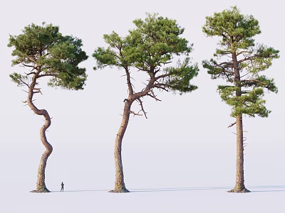 Three Pine Trees With Curved And Upright Trunks Featuring Human Figure For Scale 3d model