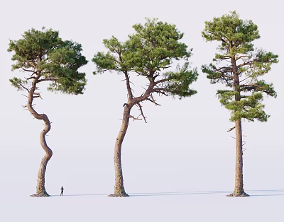 Three Pine Trees With Curved And Upright Trunks Featuring Human Figure For Scale 3d model