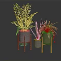 Indoor Green Plants In Modern Gray And Light Green Pots On Wooden Stands