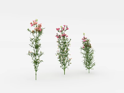 Three Decorative Pink Flower Plants With Green Stems And Leaves 3d model
