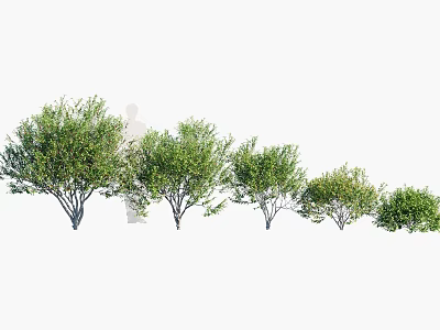 Different Sizes of Green Leafy Shrubs for Garden Landscaping and Outdoor Decoration 3d model