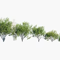 Different Sizes of Green Leafy Shrubs for Garden Landscaping and Outdoor Decoration