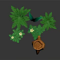 Various Green Plants With Different Leaf Shapes White Small Flowers And Orange Woven Basket