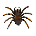 Vibrant Yellow And Black Striped Spider With Orange Banded Legs On White Background