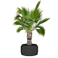 Decorative Potted Bonsai Palm Plant with Broad Green Leaves in Dark Ceramic Pot