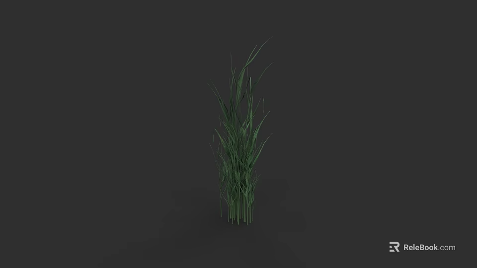 Tall Green Grass Plant With Slender Leaves Standing Against Dark Background 3d model 