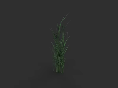 Tall Green Grass Plant With Slender Leaves Standing Against Dark Background 3d model