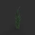 Tall Green Grass Plant With Slender Leaves Standing Against Dark Background