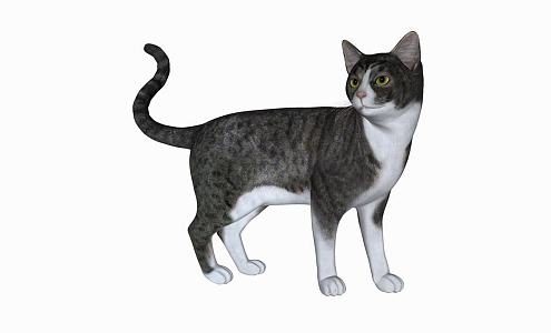 Modern Cat Animal Cat 3d model