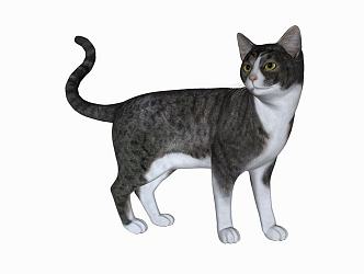 Modern Cat Animal Cat 3d model