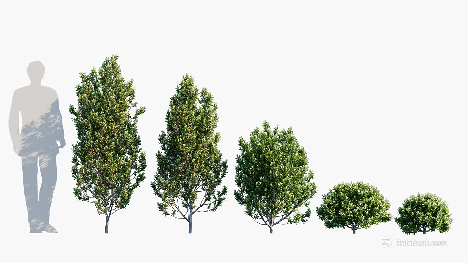 Various Sizes And Types Of Arbor Trees With Lush Green Foliage And Distinct Crown Shapes 3d model 