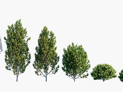 Various Sizes And Types Of Arbor Trees With Lush Green Foliage And Distinct Crown Shapes 3d model
