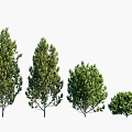 Various Sizes And Types Of Arbor Trees With Lush Green Foliage And Distinct Crown Shapes